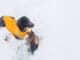 Winter Hazards for Hunting Dogs